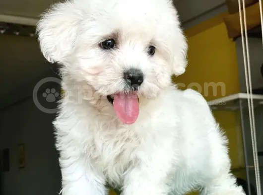 Basık Burun Maltese Terrier Yavrularım görsel