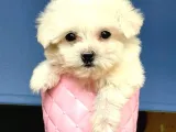 Basık Burun Maltese Terrier Yavrularım