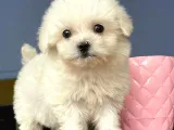 Basık Burun Maltese Terrier Yavrularım