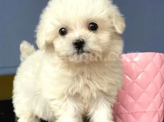 Basık Burun Maltese Terrier Yavrularım görsel