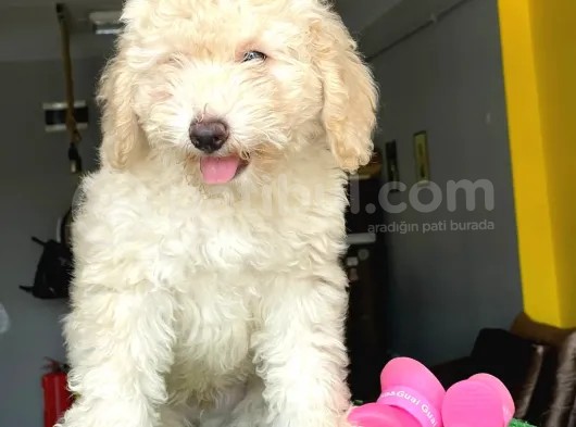 Maltipoo Fiyatına 3,5 Aylık Toypoodle Yavrumuz