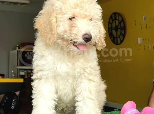 Maltipoo Fiyatına 3,5 Aylık Toypoodle Yavrumuz görsel