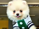 Irk Garantili Dişi Ve Erkek Pomeranian Boo Yavrularımız