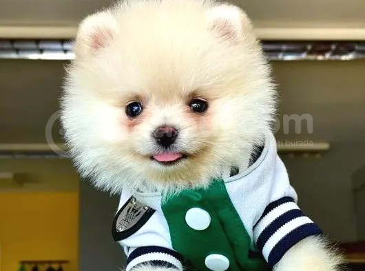 Irk Garantili Dişi Ve Erkek Pomeranian Boo Yavrularımız