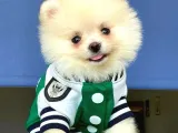 Irk Garantili Dişi Ve Erkek Pomeranian Boo Yavrularımız