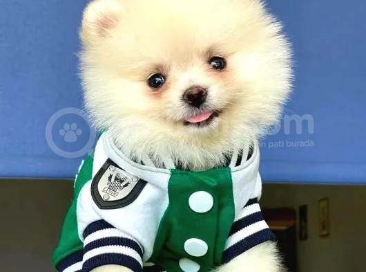 Irk Garantili Dişi Ve Erkek Pomeranian Boo Yavrularımız görsel