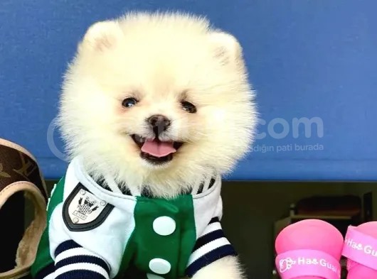 Irk Garantili Dişi Ve Erkek Pomeranian Boo Yavrularımız görsel