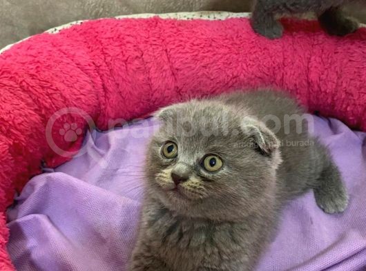 Erkek Brithis Shorthair Ve Schothis Fold görsel