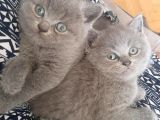 Erkek Brithis Shorthair Ve Schothis Fold