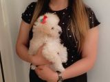 Toy Poodle Kızımız Sahibini Arıyor