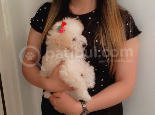 Toy Poodle Kızımız Sahibini Arıyor görsel