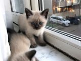 Nadir Güzellikte Bulunan Yavru Siyamlar