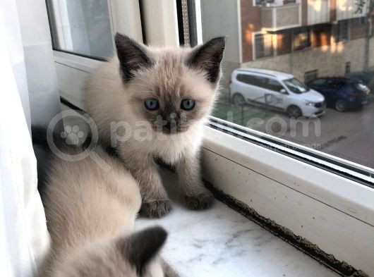 Nadir Güzellikte Bulunan Yavru Siyamlar görsel