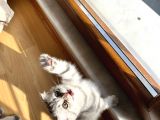 Scottish Fold 2 Aylık Dişi Yavrumuz
