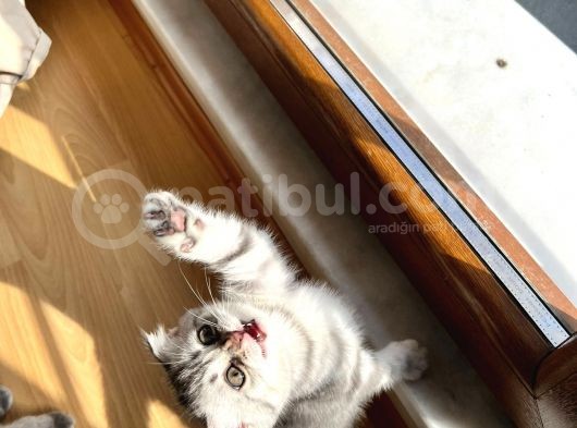 Scottish Fold 2 Aylık Dişi Yavrumuz görsel