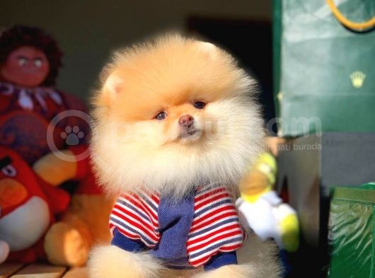 Ayı Surat Pomeranian Boo Yavrularımız görsel