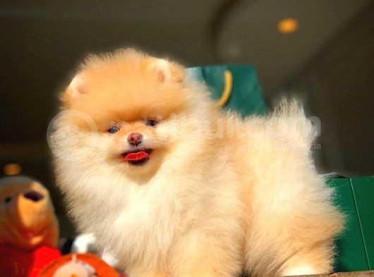 Ayı Surat Pomeranian Boo Yavrularımız