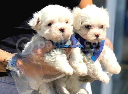 Maltese Terri̇er Yavrulari görsel