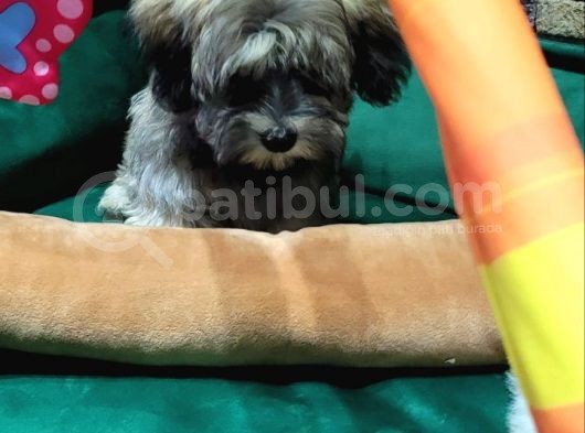 Havanese Bichon görsel