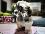 Havanese Bichon
