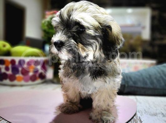 Havanese Bichon görsel