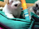Havanese Bichon