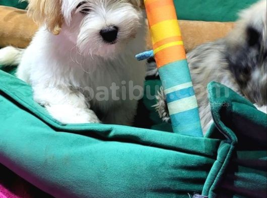 Havanese Bichon görsel