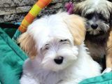 Havanese Bichon