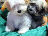 Havanese Bichon