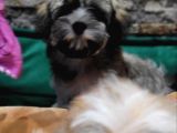Havanese Bichon