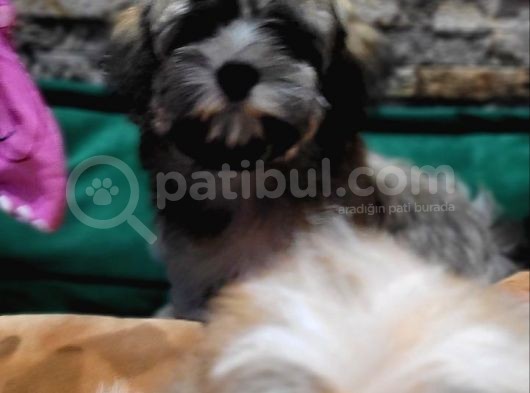 Havanese Bichon görsel
