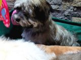 Havanese Bichon