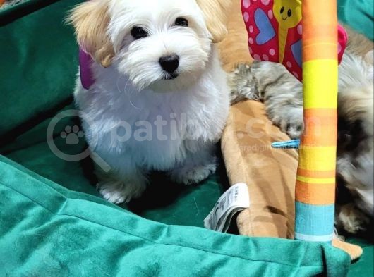 Havanese Bichon görsel