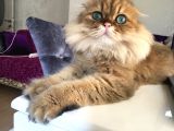 Ocak 2020 Doğumlu Uyumlu Oyuncu Kedi̇mi̇z
