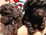 Nadi̇r Bulunan Çi̇kolata Rengi̇ Toy Poodle