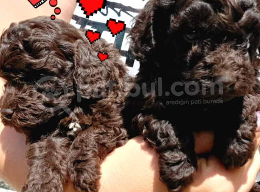 Nadi̇r Bulunan Çi̇kolata Rengi̇ Toy Poodle