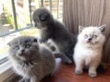 Scottish Fold Erkek