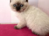 Afacan British Blue Point Yavrularımız