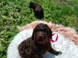 Nadi̇r Bulunan Çi̇kolata Rengi̇ Toy Poodle