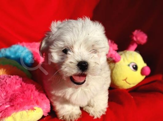 Maltese Terrier Yavrular görsel