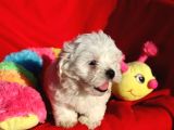 Maltese Terrier Yavrular