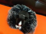 Maske  Elma Kafa  Chihuahua Şivava Yavru