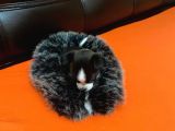 Maske  Elma Kafa  Chihuahua Şivava Yavru