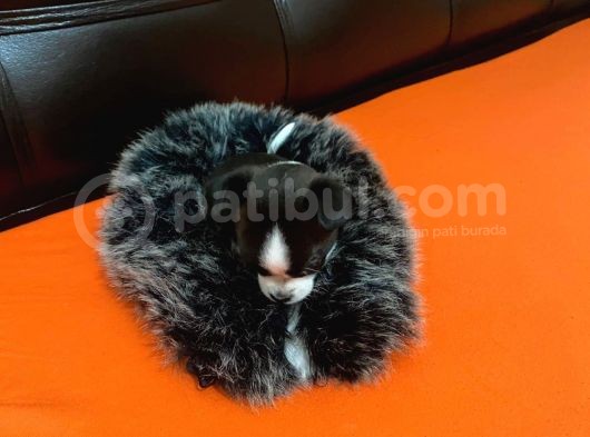 Maske  Elma Kafa  Chihuahua Şivava Yavru görsel