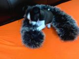 Maske  Elma Kafa  Chihuahua Şivava Yavru