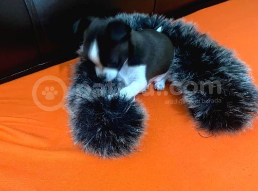 Maske  Elma Kafa  Chihuahua Şivava Yavru görsel