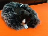 Maske  Elma Kafa  Chihuahua Şivava Yavru