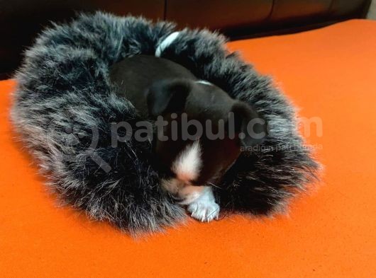 Maske  Elma Kafa  Chihuahua Şivava Yavru görsel