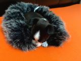 Maske  Elma Kafa  Chihuahua Şivava Yavru