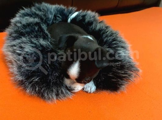 Maske  Elma Kafa  Chihuahua Şivava Yavru görsel